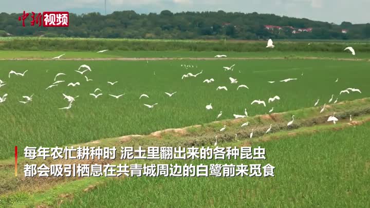 江西共青城：农忙耕种吸引成群白鹭觅食