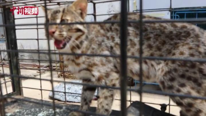 内蒙古民警放生一只国家二级保护动物豹猫