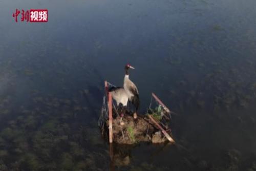 青海泽曲河畔黑颈鹤成功繁殖雏鸟