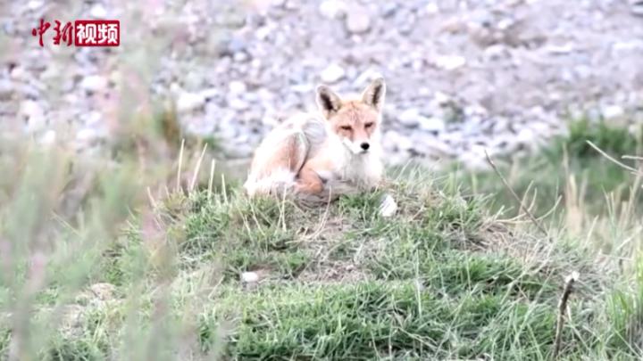 多只赤狐“安家”青海格尔木河畔