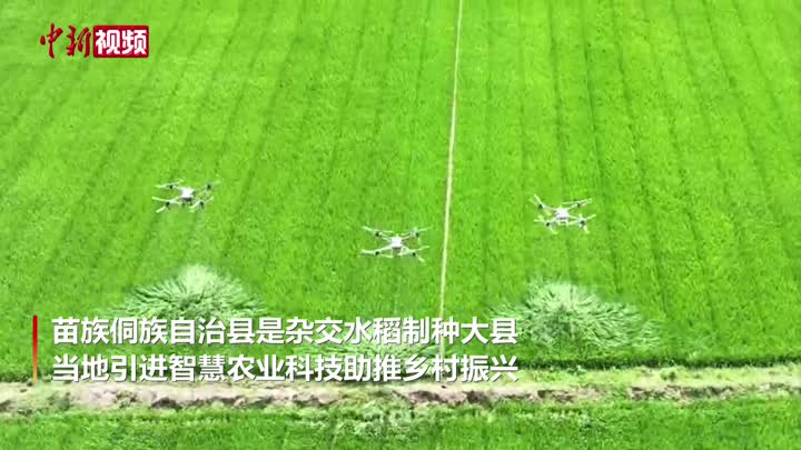 田间“科技范” 湖南靖州杂交水稻制种智慧农业显身手