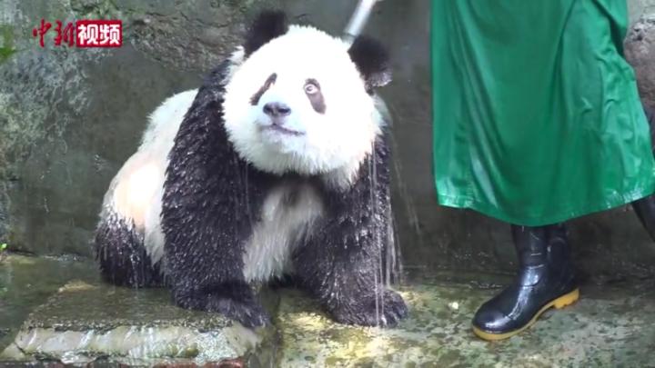 气温直逼40℃ 重庆动物园大熊猫冲凉
