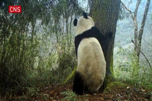 Video captures giant panda hugs a tree in Sichuan