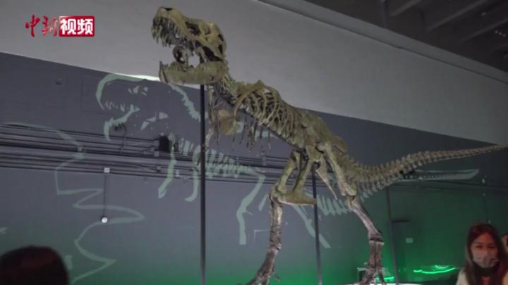 香港科学馆举行“八大·寻龙记”恐龙化石展览