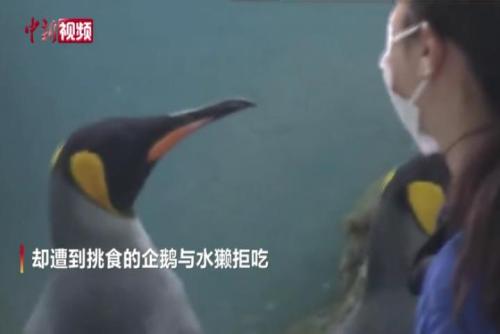 日本水族馆因物价飙升换饲料 企鹅水獭拒吃低价鱼