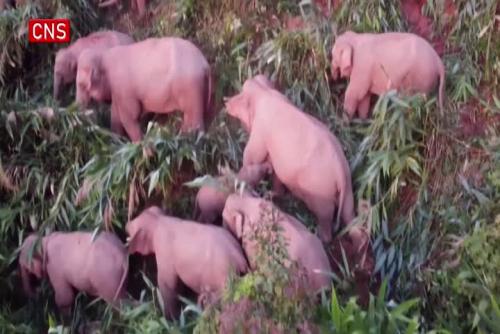 30 wild Asian elephants are hunting for food in SW China's Yunnan