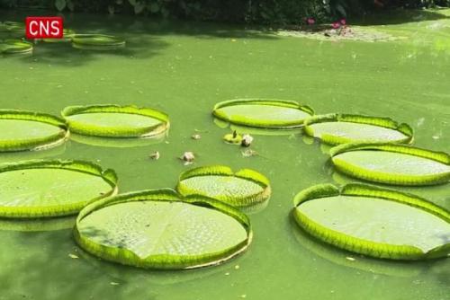 Giant water lily pad in Guangxi grows to 2.18 meters in diameter