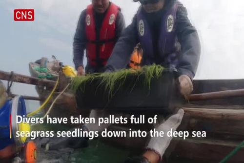 Chinese divers plant seagrass to repair sea bed