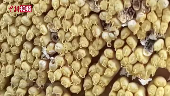 罕見！國家植物園首次公布巨魔芋出花粉視頻