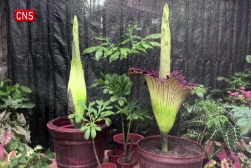 Endangered giant Corpse Flower blooms at China's National Botanical Garden