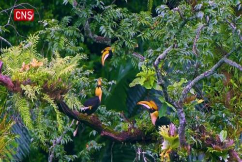 Rare great hornbill family spotted in SW China's Yunnan