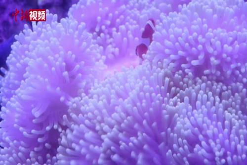 “海底花园”主题生物特展亮相南京