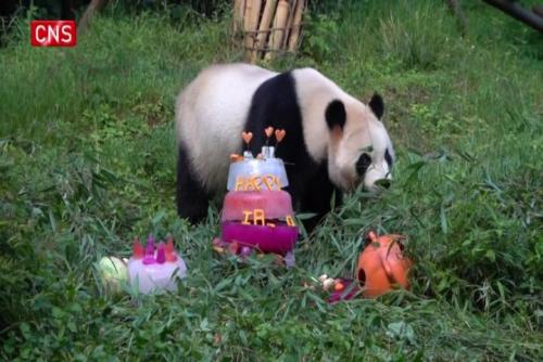 Giant panda Mao Zhu celebrates 8-year-old birthday in Yunnan
