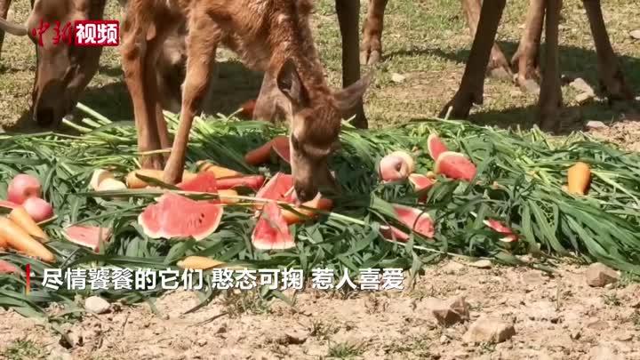 动物们享清凉西瓜大餐