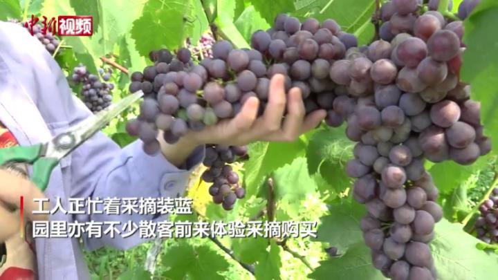葡萄丰收香满园 果园经济促增〓收