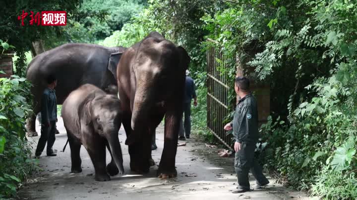 【澜湄印象】探访西双版纳亚洲象救护与繁育中心