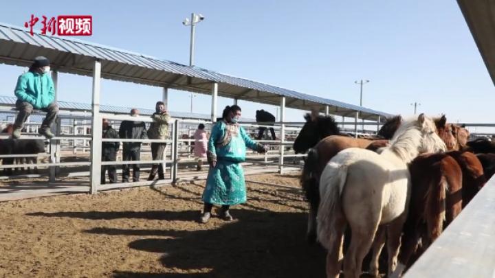 探访内蒙古“牲畜超市”：能交易、能“托养” 一站式服务助牧民增收