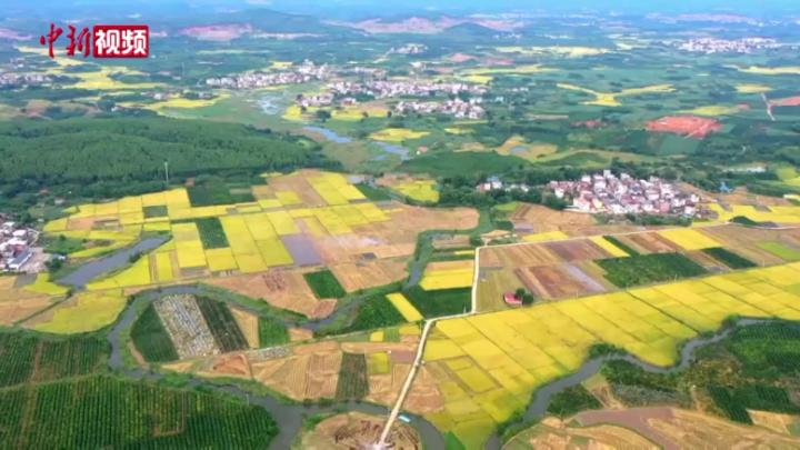 广西开展“百万农机促双抢”活动 早稻机收面积超1098万亩