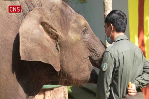 Wild Asian elephants well protected in SW China's Yunnan