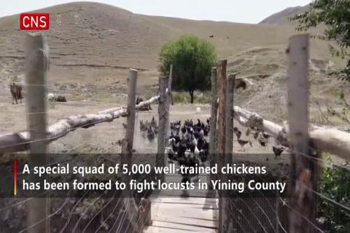 Xinjiang uses chicken squad to battle locust swarms