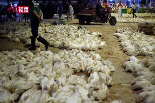 广西“鬼节”万鸭上市  “购鸭潮”刺激低迷肉禽消费市场