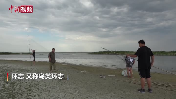 新疆乌伦古湖开展鸟类环志监测科学活动