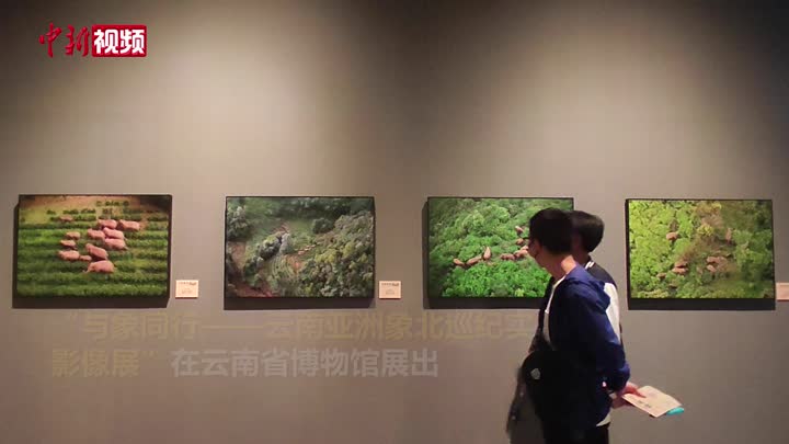 云南：“与象同行影像展”让市民与亚洲象“零距离”