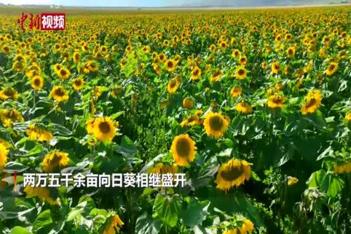新疆二万余亩向日葵花盛开