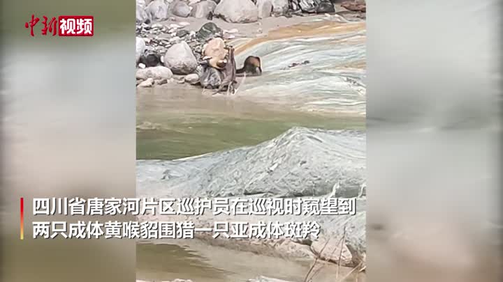 四川唐家河保护区：斑羚孤军智斗两只黄喉貂