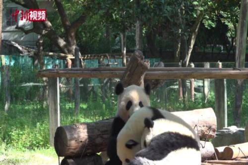 天热熊猫宝宝不愿活动 熊猫妈妈放下竹子带娃运动