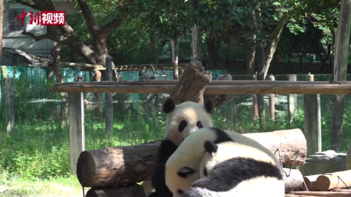 天熱熊貓寶寶不愿活動 熊貓媽媽放下竹子帶娃運動