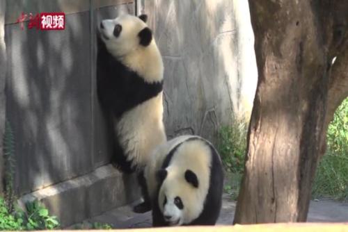 大熊貓“莽仔”和雙胞胎孩子的暑期生活