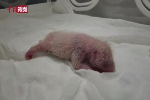 全球最重大熊猫宝宝诞生