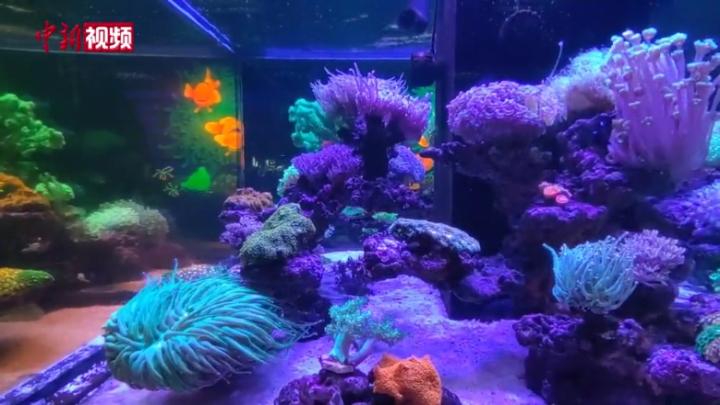 广西举办“珊瑚水母”展  多彩形态引游客驻足观看