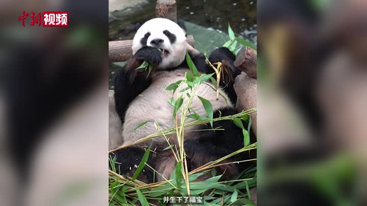 韩国大熊猫饲养师讲述大熊猫与韩国的不解之缘