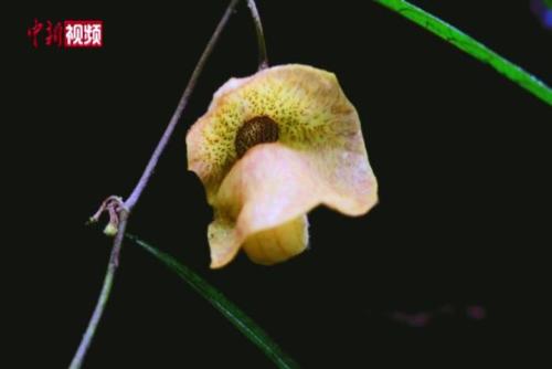 广西大瑶山发现植物新种“海明关木通”
