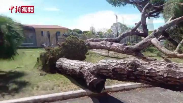 意大利托斯卡纳大区遭强风袭击 已致2人死亡