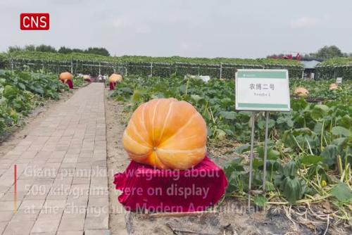 Giant pumpkins weighing about 500 kg debut in Jilin