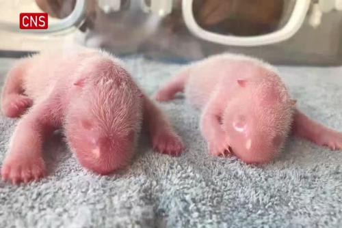 Giant panda gives birth to fraternal twins in Shaanxi