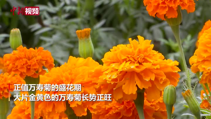 万寿菊成为新疆莎车县民众的“致富花”