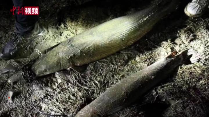 河南汝州湖中兩條鱷雀鱔已被捕獲