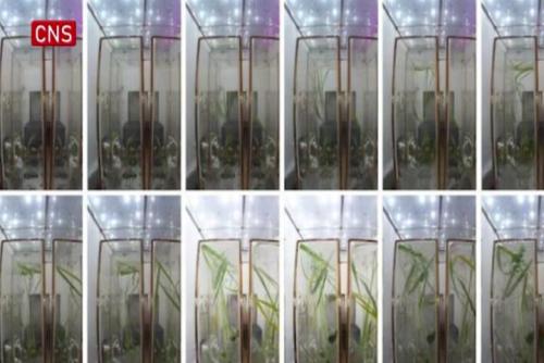 Rice seedlings thrive in Chinese space station