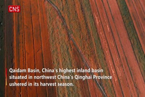 Qinghai ushers in harvest season