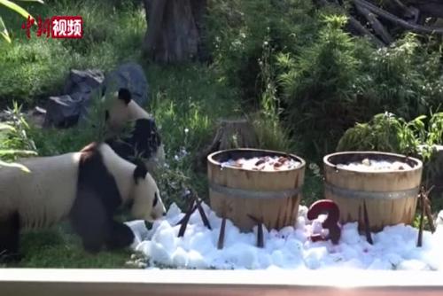 在德國出生的大熊貓雙胞胎迎來3歲生日
