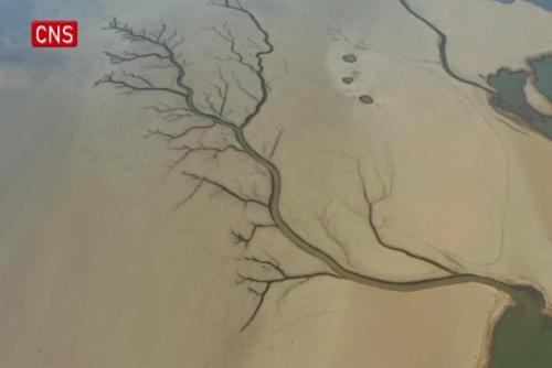 Mudflat in Poyang Lake presents landscape of tree