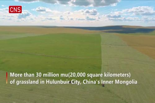 Grassland mowed for winter forage in China's Inner Mongolia