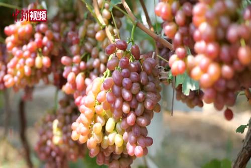 黃河岸邊千余畝葡萄迎來豐收