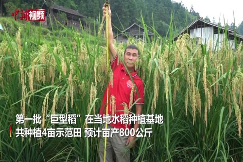 “巨型稻”在貴州榕江試種成功