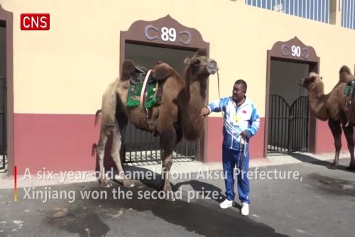 Camel race kicks off in NW China's Xinjiang 