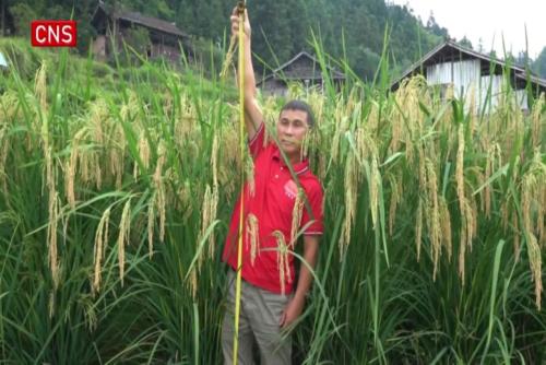 1.9-meter-high giant hybrid rice ready for harvest in SW China's Guizhou